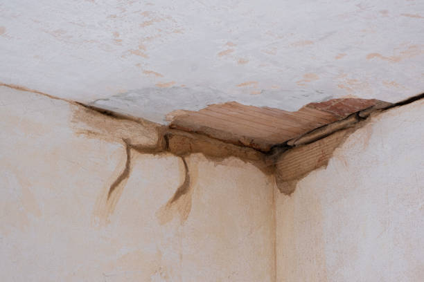 Best Water damage restoration mold remediation  in Sylvania, GA